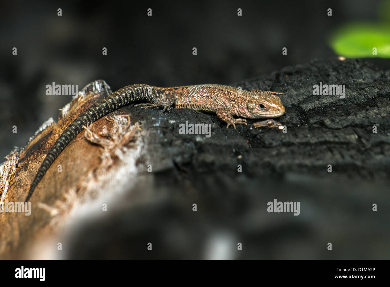 Portrait of a Lizard Stock Photo