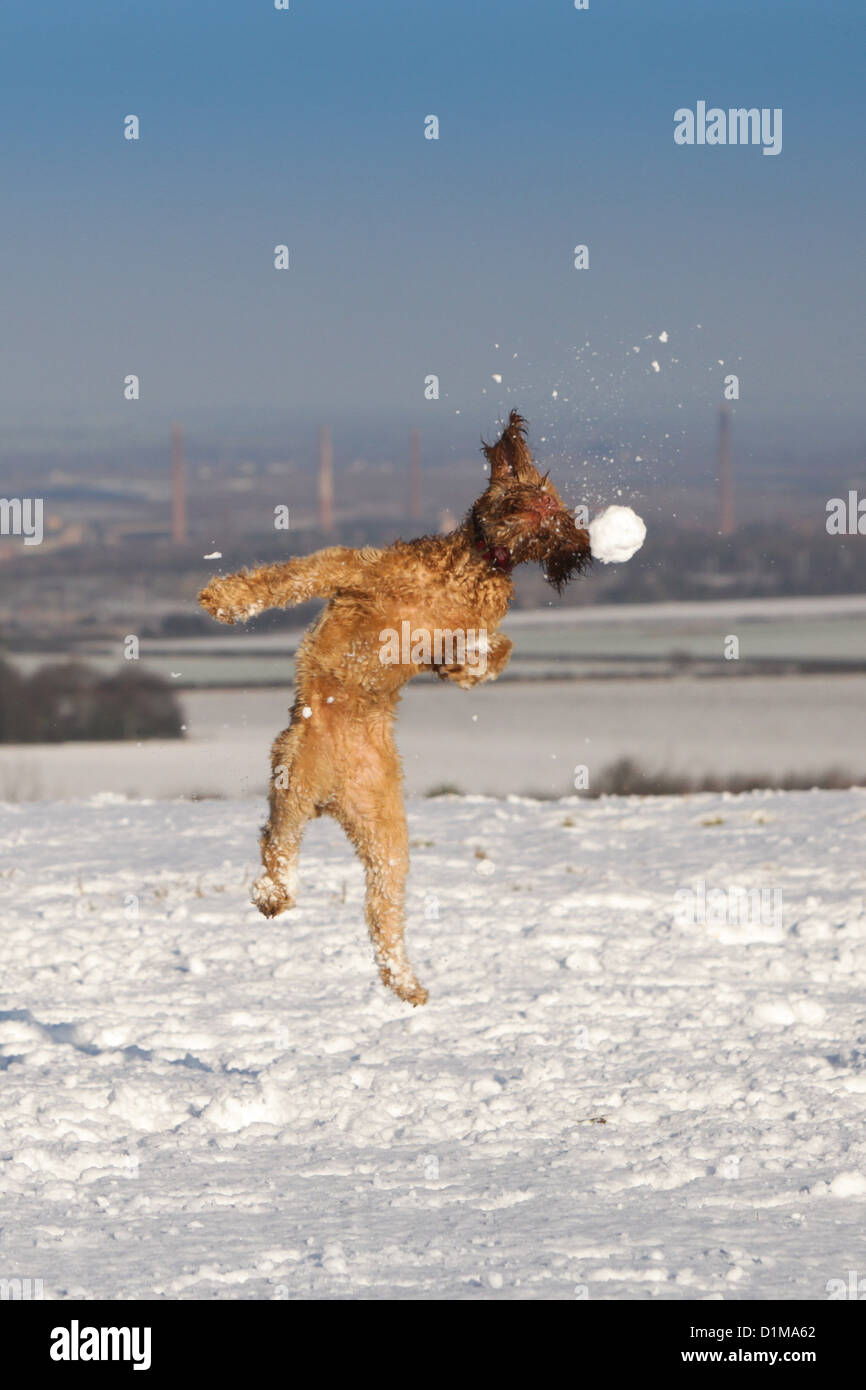 DOG JUMPING AND CATCHING A SNOWBALL Stock Photo Alamy