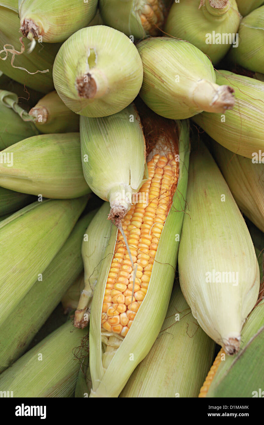 Sweet corn (Zea mays L. var. rugosa) , Goa,  India Stock Photo