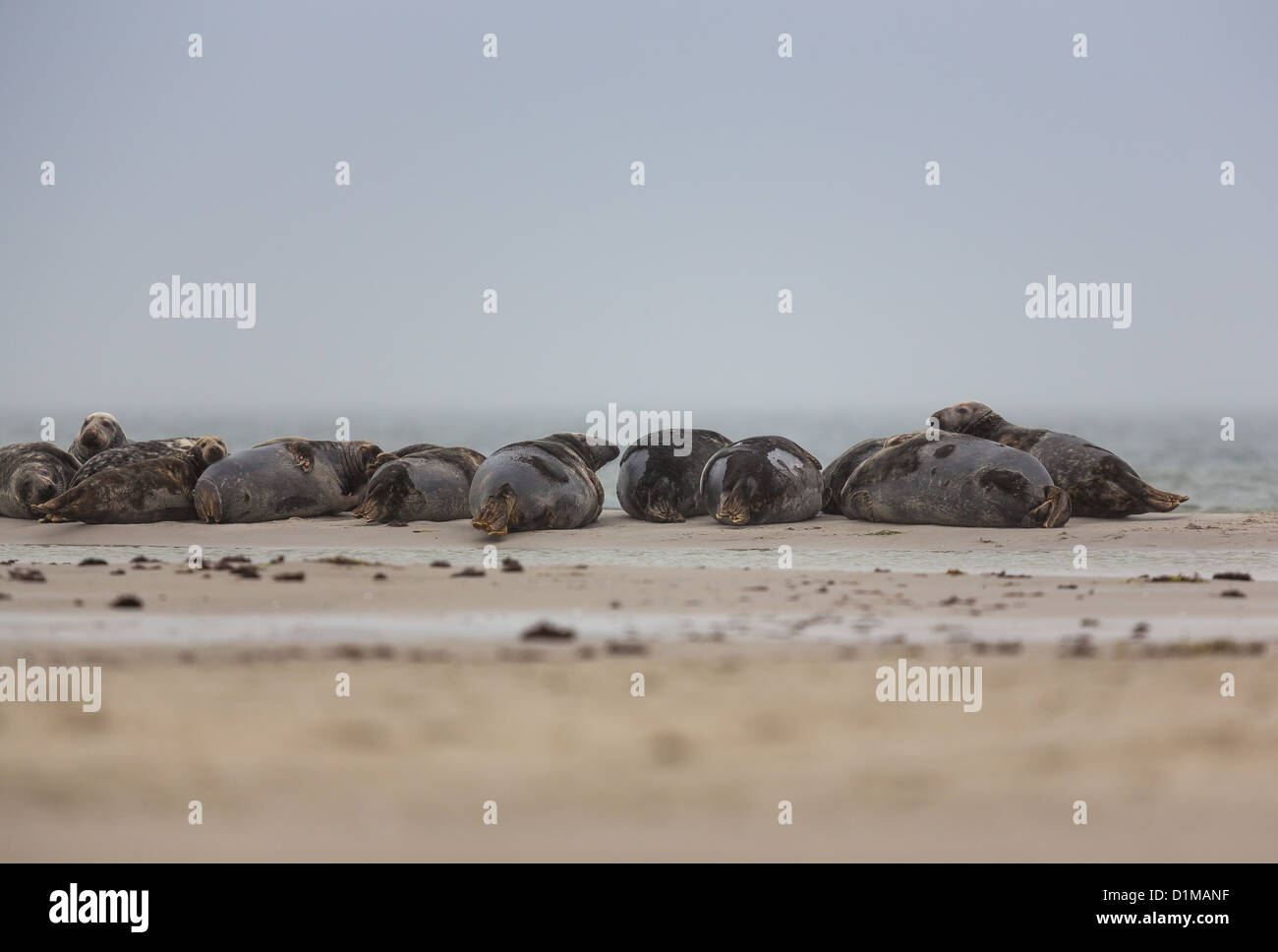 Seals lying on a beach in southern Sweden Stock Photo - Alamy