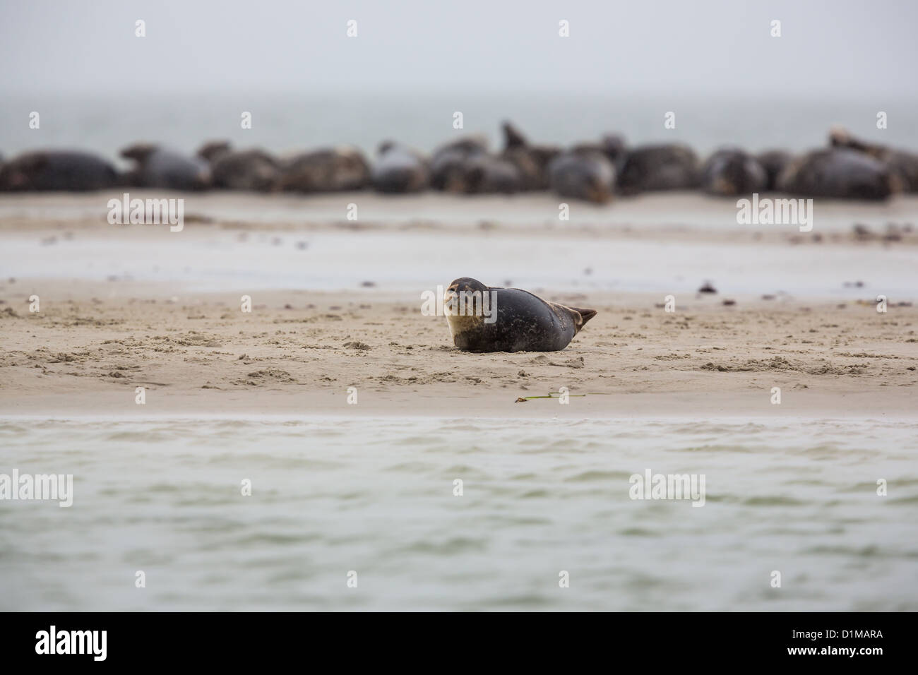 Seals lying on a beach in southern Sweden Stock Photo