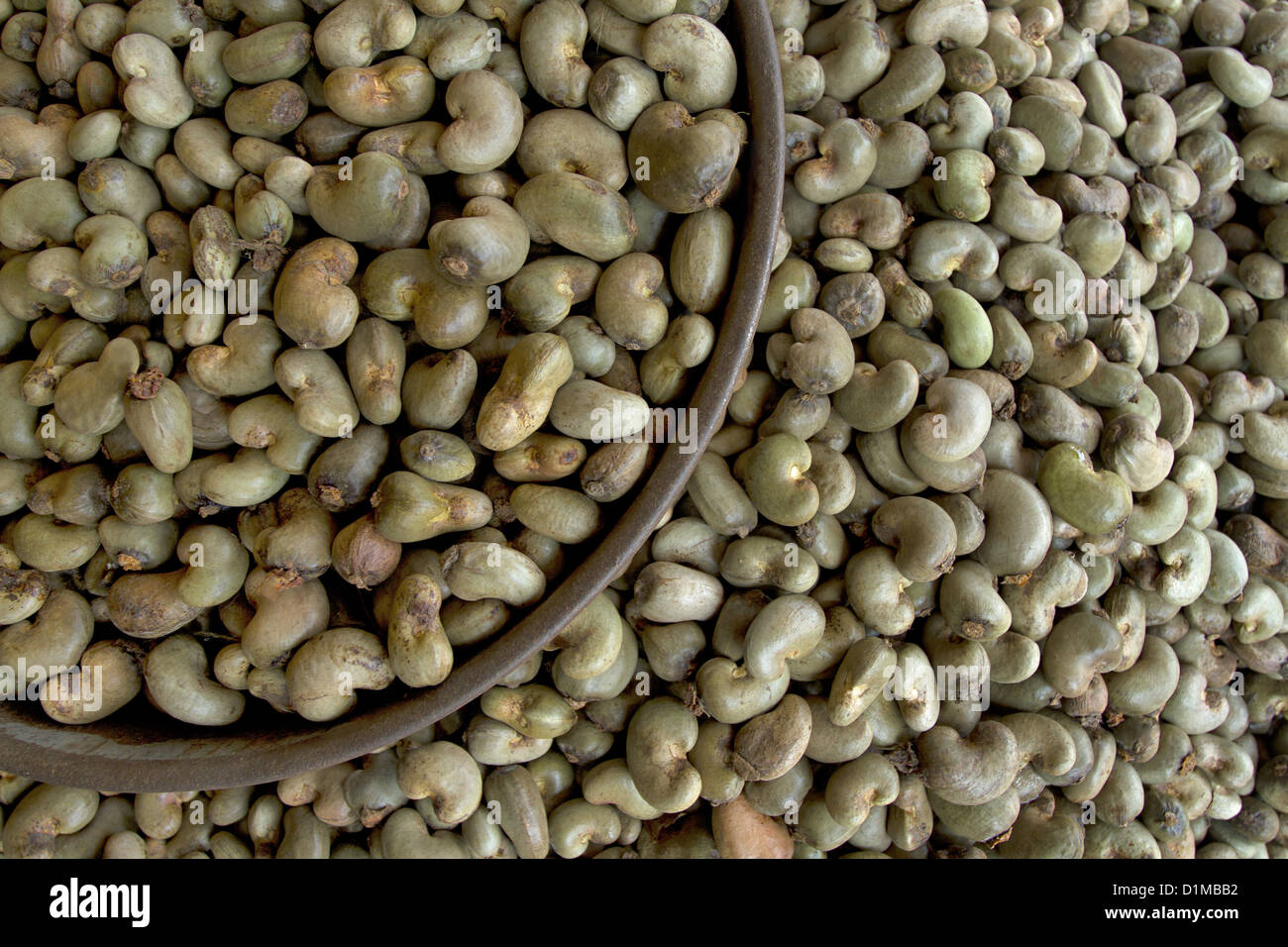Cashew nuts, Sanguem, Goa, India Stock Photo Alamy