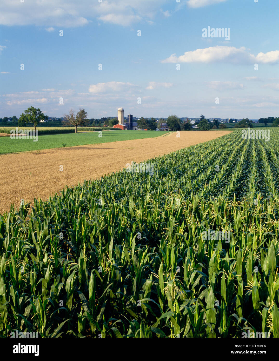Growing alfalfa hi-res stock photography and images - Alamy