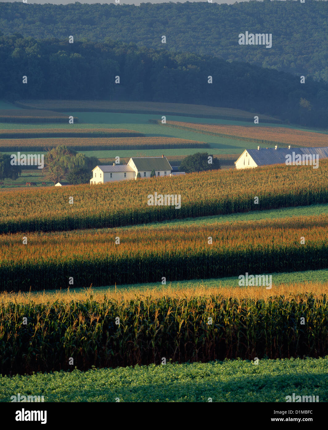 ALFALFA AND CORN GROWING ON AMISH FARM / LANCASTER COUNTY, PENNSYLVANIA ...