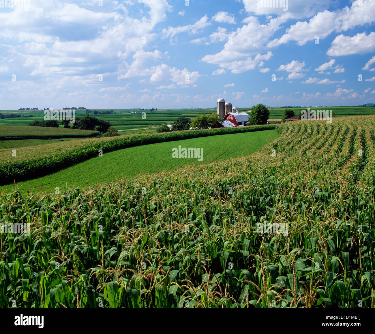 DAIRY FARM WITH CORN IN TASSEL / WISCONSIN Stock Photo Alamy