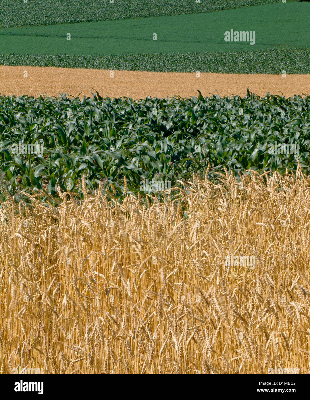 Corn Alphas Alfalfa And Corn Crops Stock Photos & Alfalfa And Corn Crops Stock ...