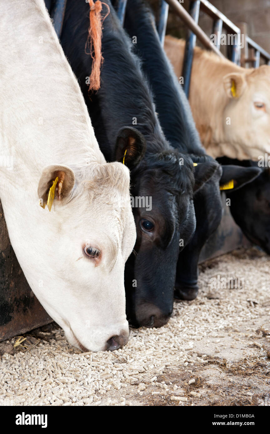 Suckler cattle eating concentrate feed through feed barrier, Cumbria, UK Stock Photo