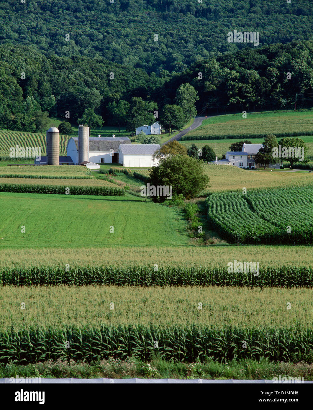 CORN AND ALFALFA GROWING ON AMISH FARM / PENNSYLVANIA Stock Photo - Alamy