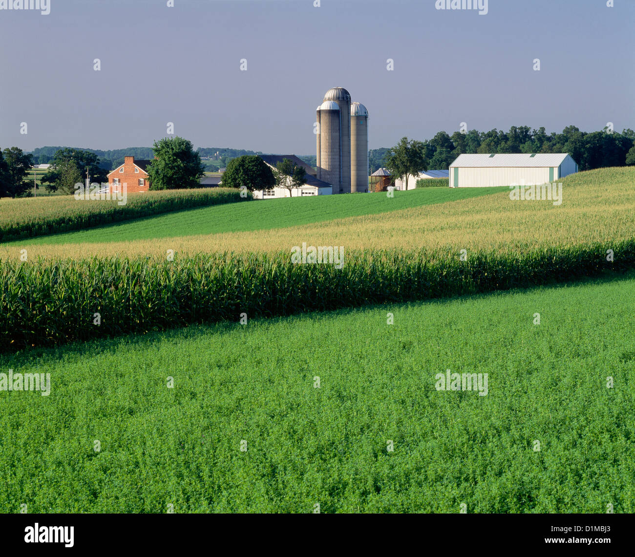 ALFALFA AND CORN GROWING ON DAIRY FARM / PENNSYLVANIA Stock Photo - Alamy