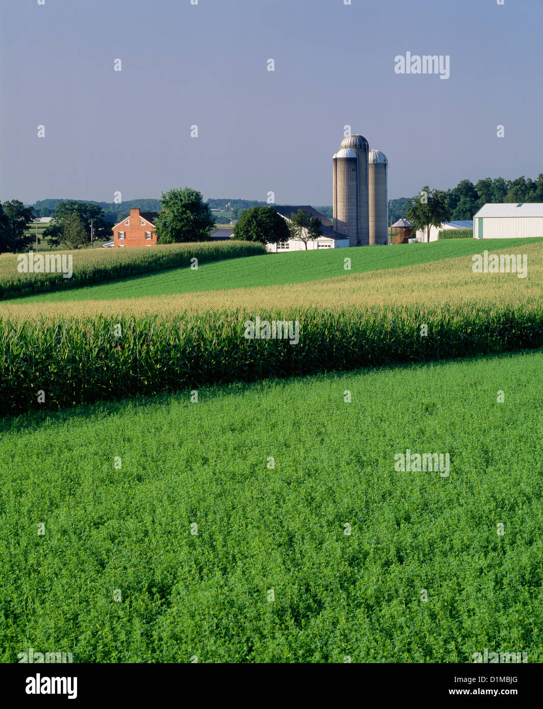 Alfalfa And Corn Stock Photos & Alfalfa And Corn Stock Images - Alamy