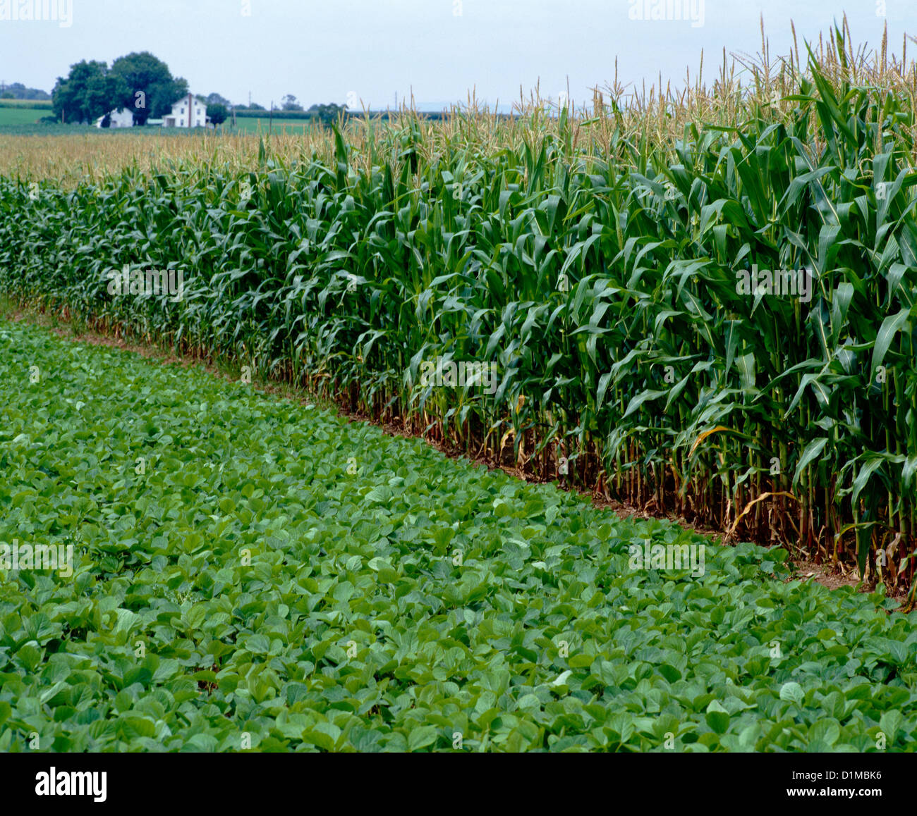 YOUNG SOYBEANS AND 7' CORN Stock Photo Alamy