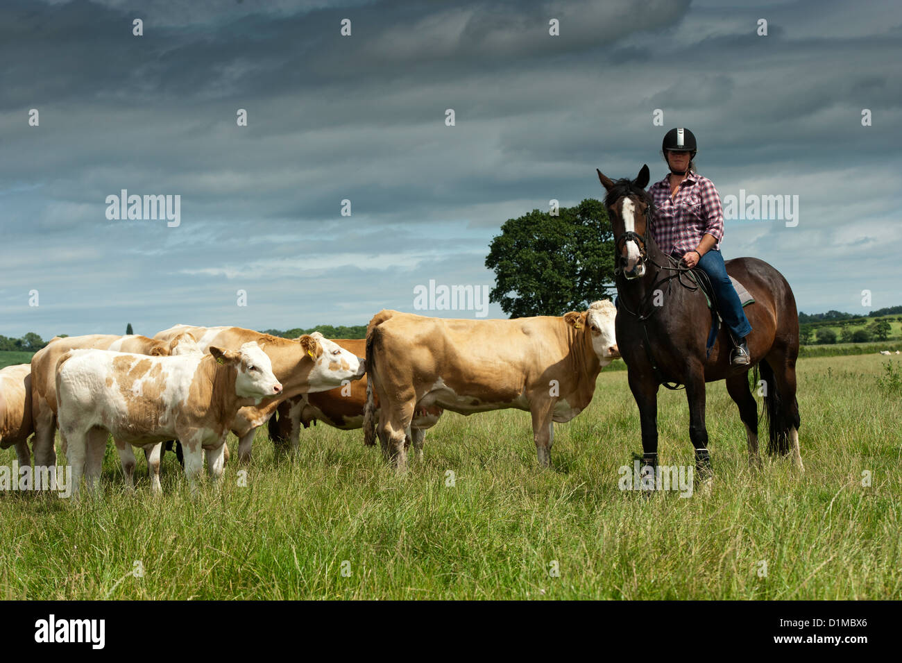 Cowgirl on horse herding cattle hi-res stock photography and images - Alamy