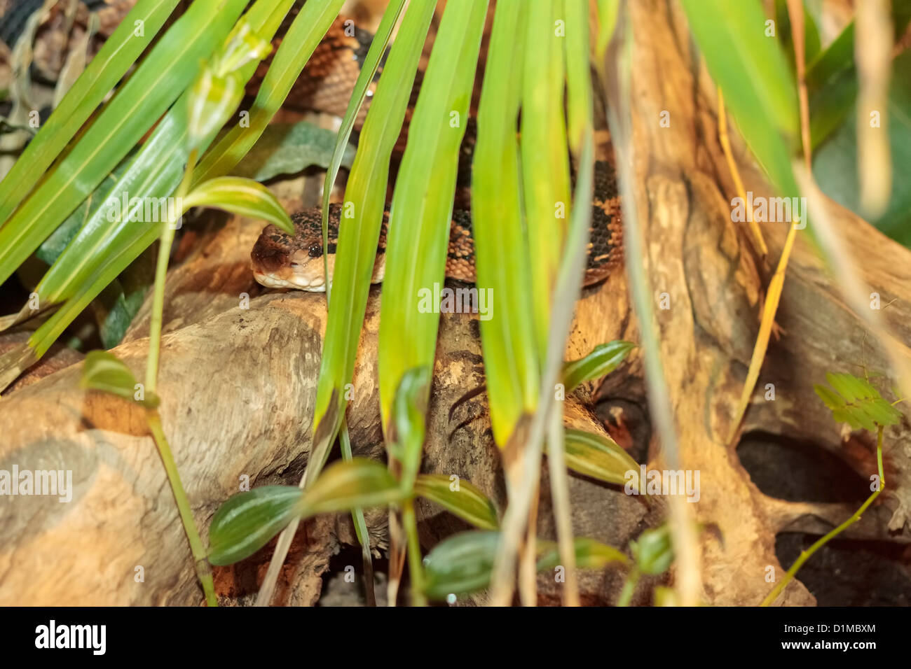 South American Bushmaster snake (Lachesis muta) hiding behind a palm leave,  Randers Regnskov Zoo, Randers, Denmark Stock Photo