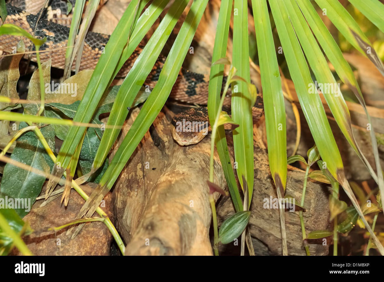 South American Bushmaster snake (Lachesis Muta) hiding behind a palm leave ,  Randers Regnskov Zoo, Randers, Denmark Stock Photo