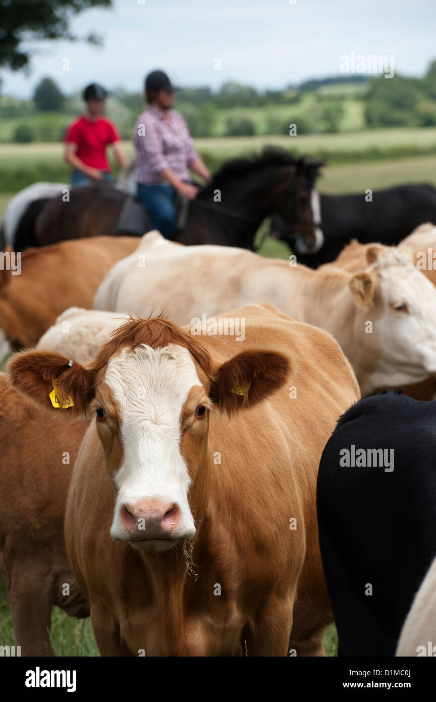 Cowgirl Herding Cattle High Resolution Stock Photography and Images - Alamy