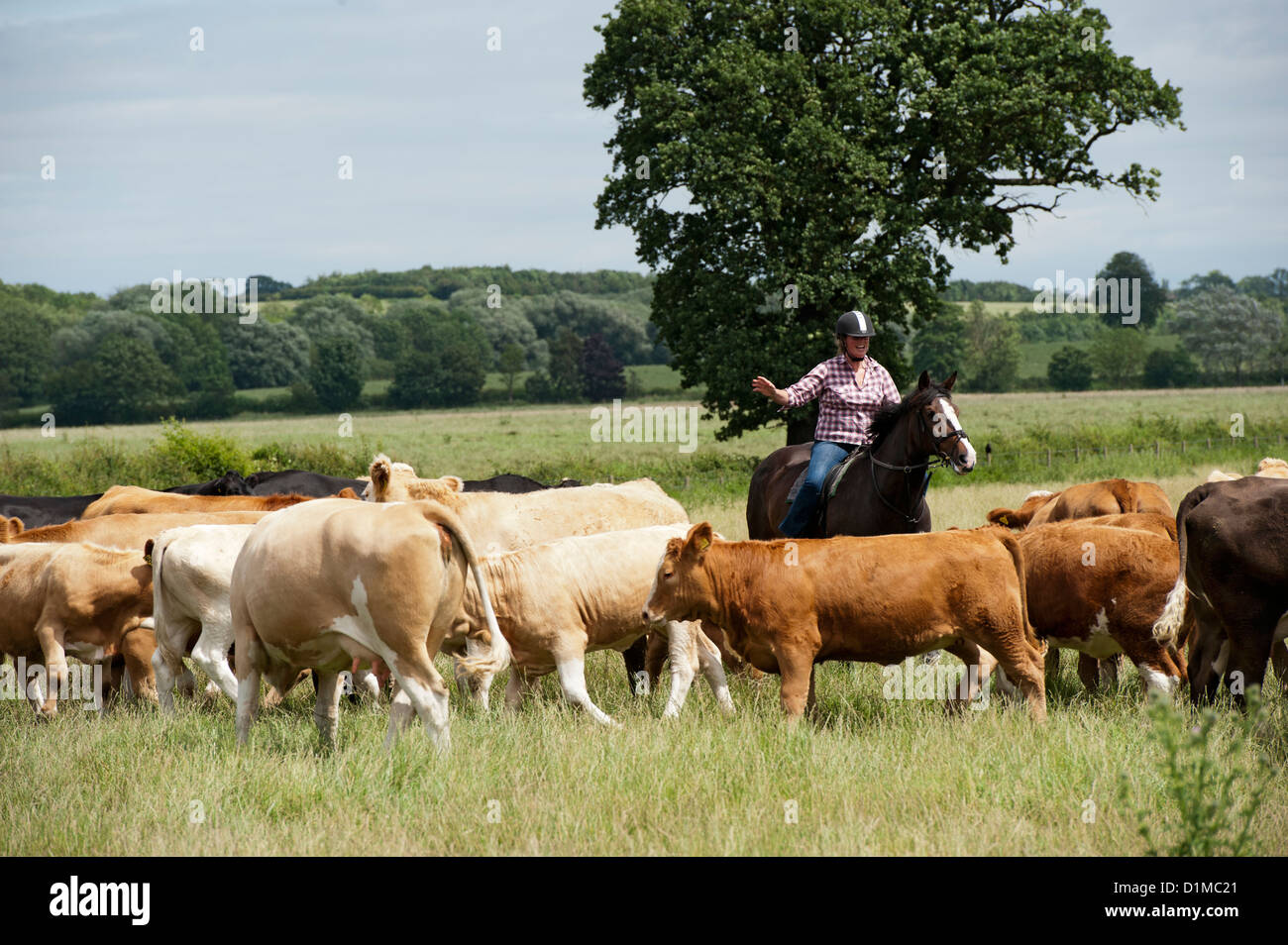 Rounding up cattle on horseback in lowland pasture. UK Stock Photo - Alamy