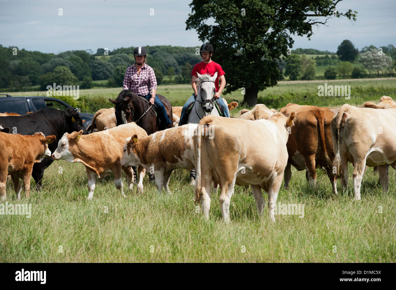 Rounding up cattle on horseback in lowland pasture. UK Stock Photo Alamy