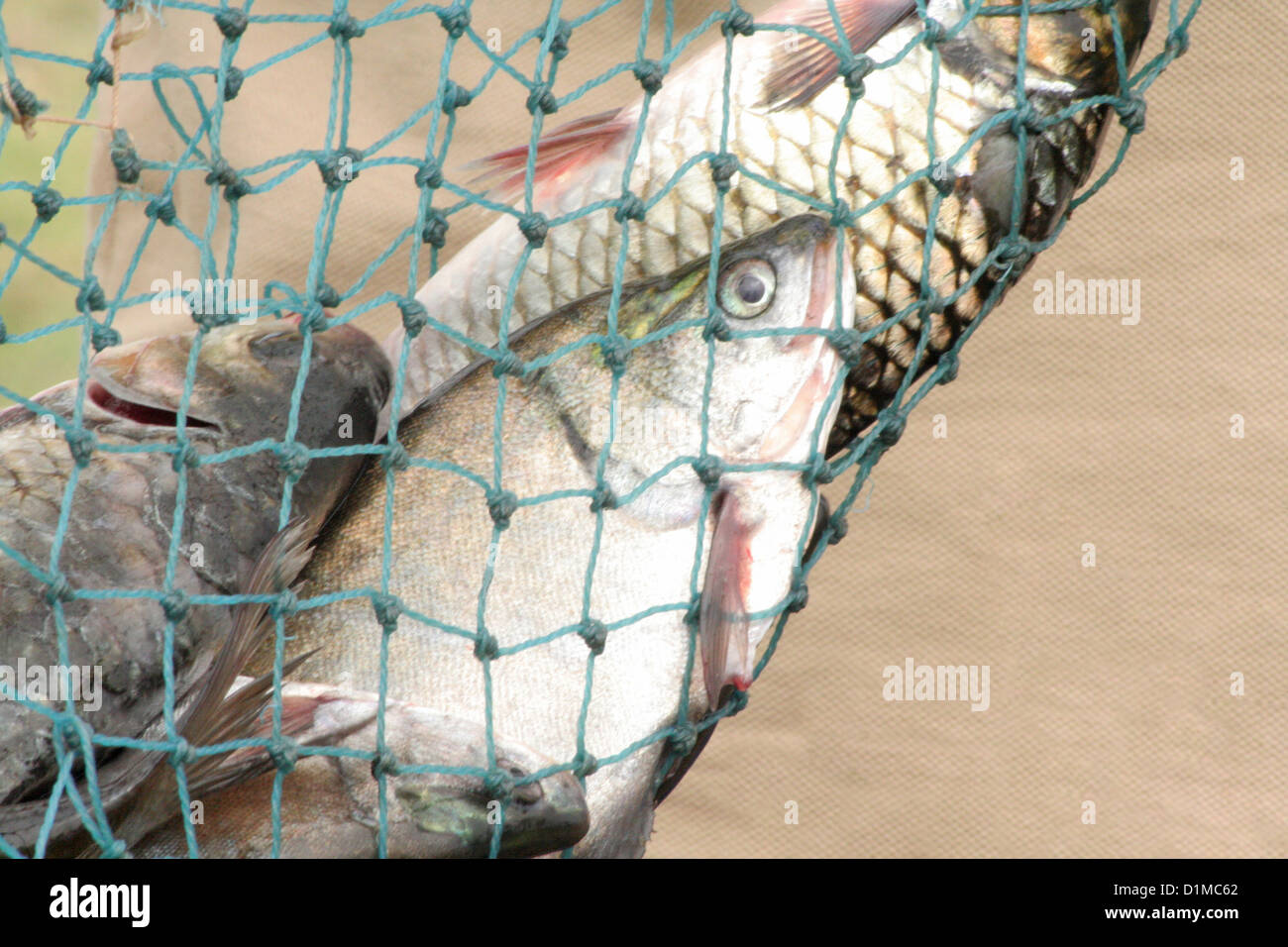 Fresh fish caught in net, Khindsi lake, Ramtek, Nagpur India Stock
