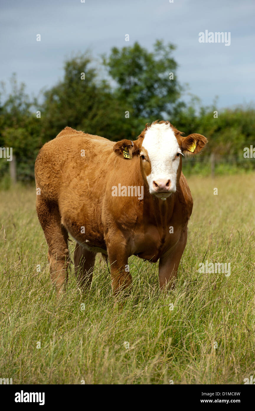 Simmental crossbred beef suckler cattle in lowland pastures. Stock Photo