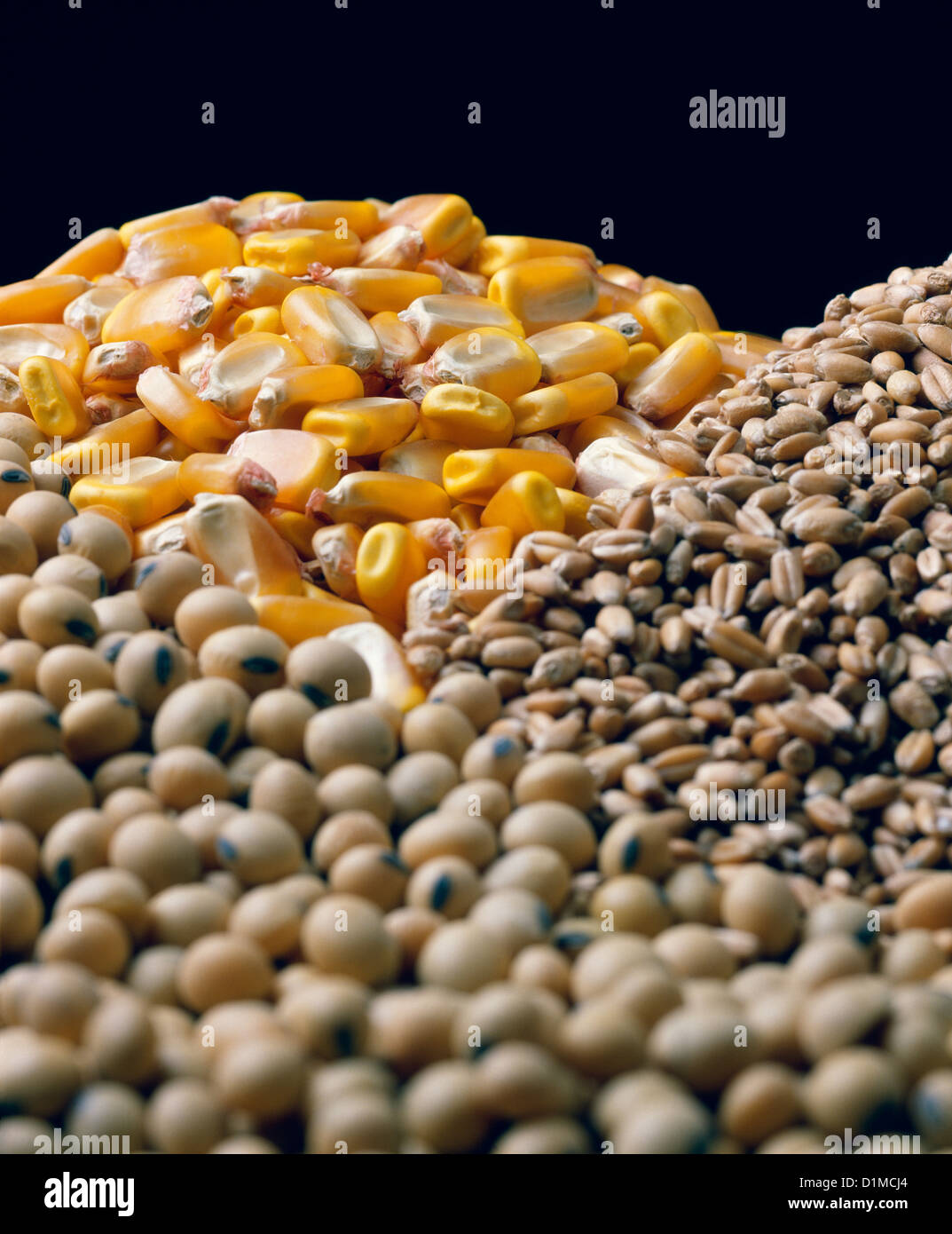 CORN, WHEAT AND SOYBEANS / STUDIO Stock Photo Alamy