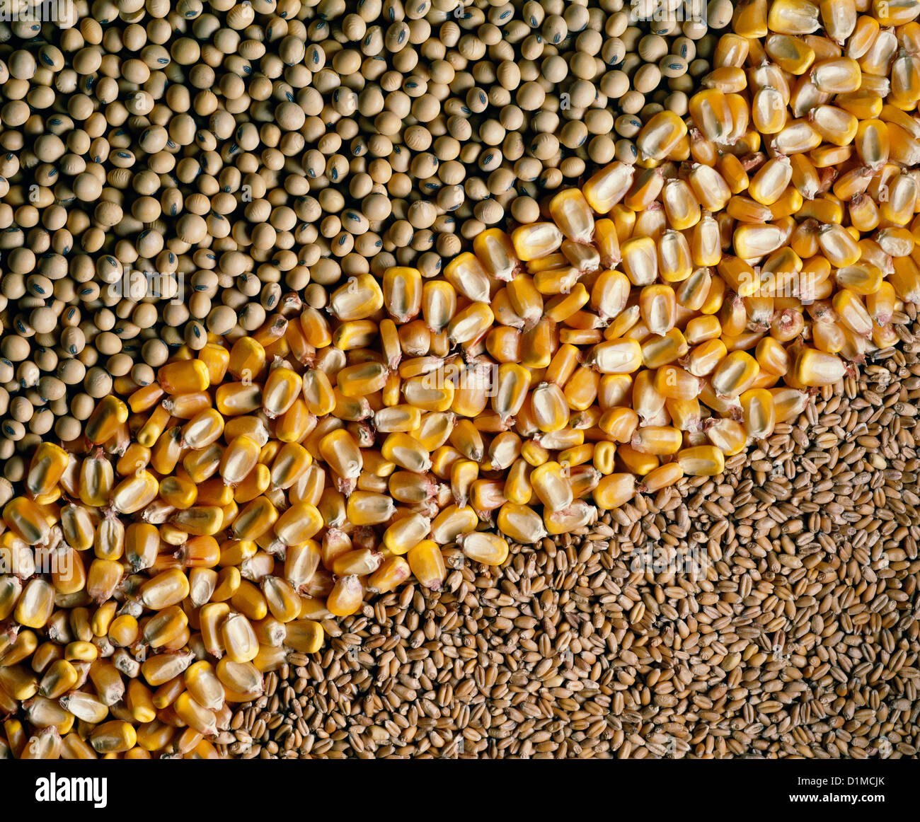 CORN, WHEAT AND SOYBEANS / STUDIO Stock Photo Alamy