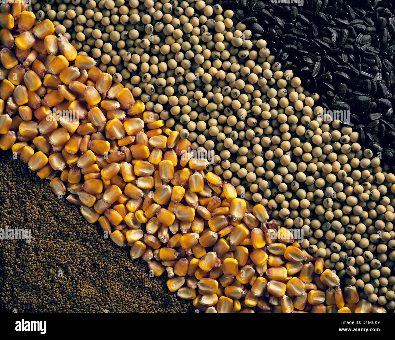 SEEDS SUNFLOWER (OIL TYPE), SOYBEANS, CORN AND ALFALFA / STUDIO Stock