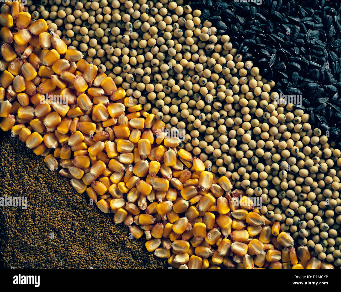 SEEDS SUNFLOWER (OIL TYPE), SOYBEANS, CORN AND ALFALFA / STUDIO Stock