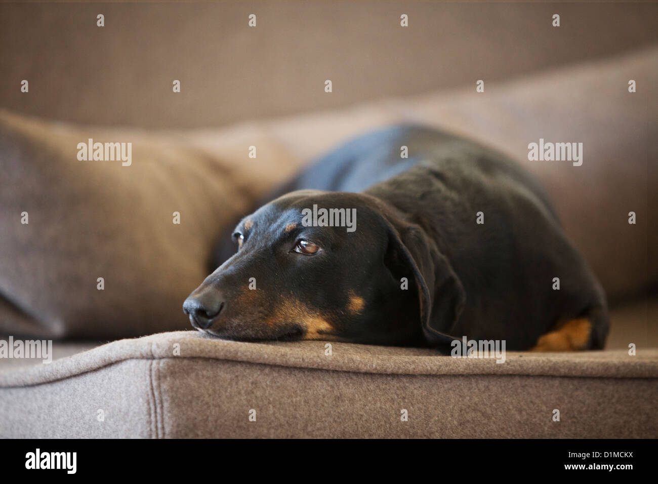 Dachshund dog relaxing on couch. Stock Photo