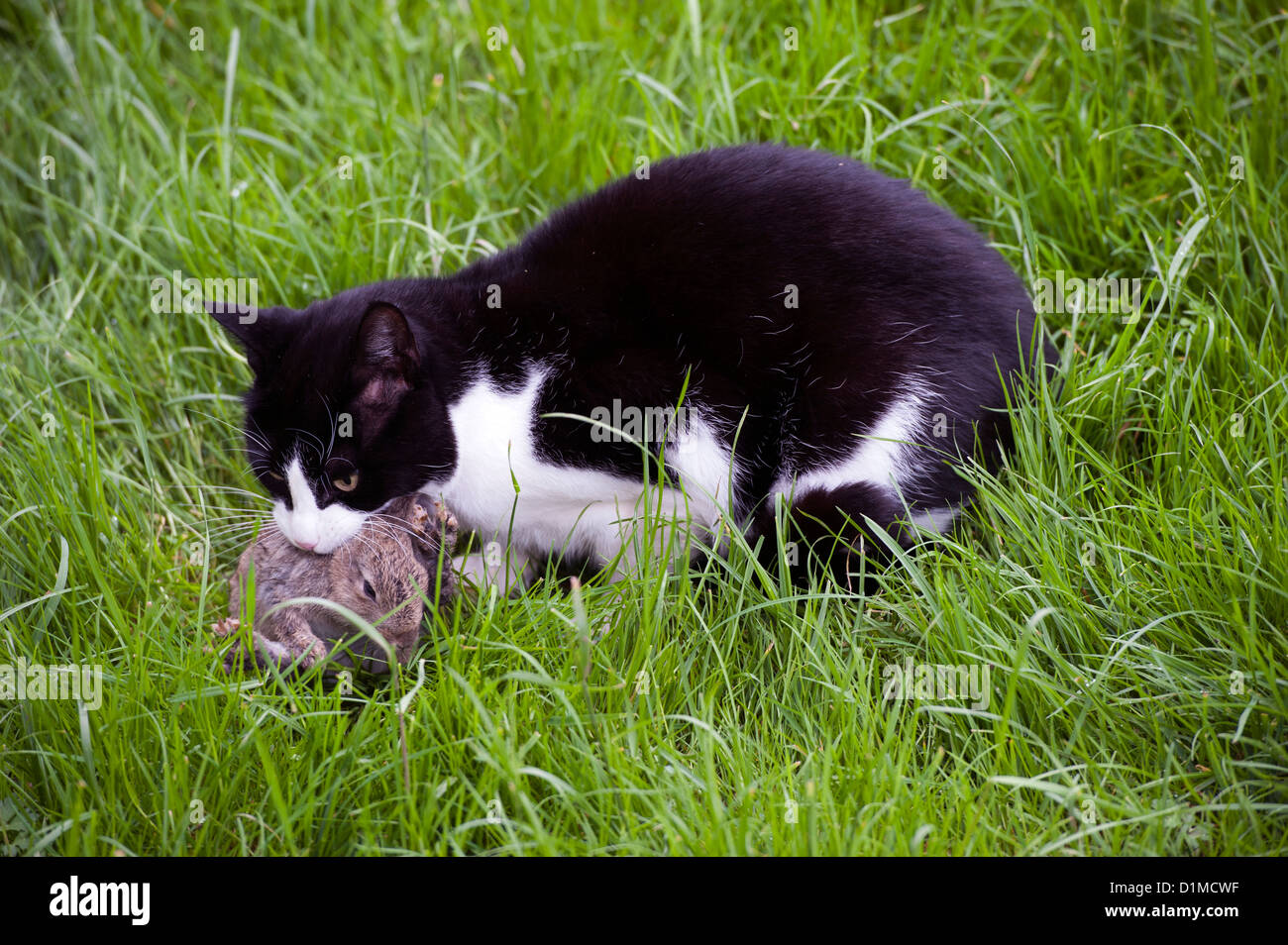 With captured rabbit hi-res stock photography and images - Alamy