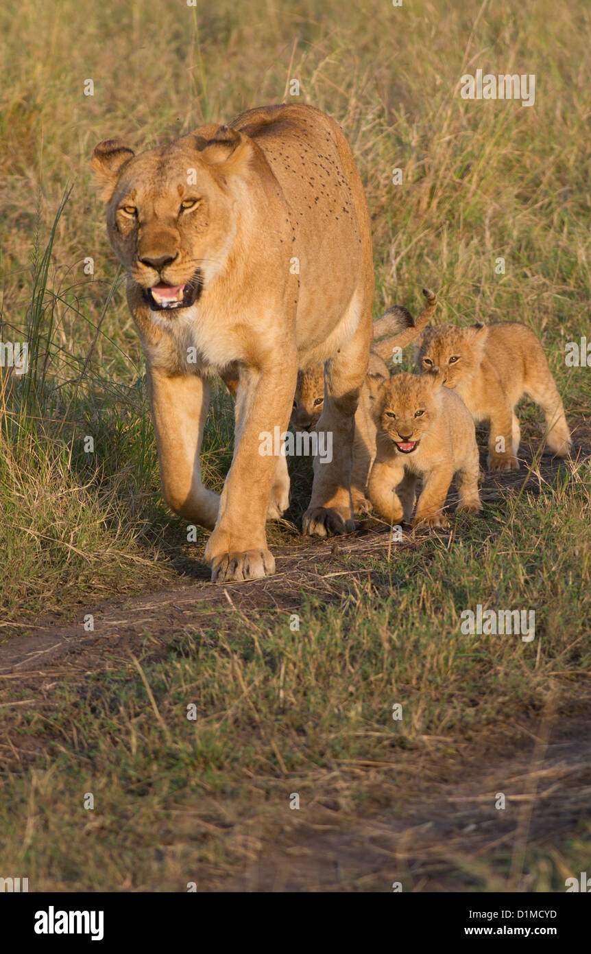 Lioness (Panthera leo) walking with two cubs Stock Photo - Alamy