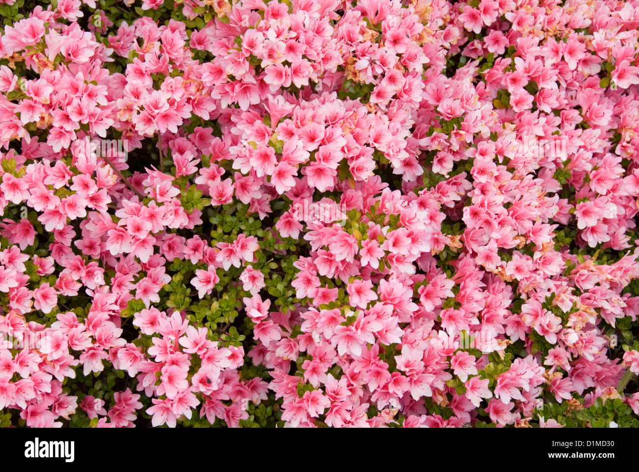 A Kurume Azalea bush in full Spring flower Stock Photo