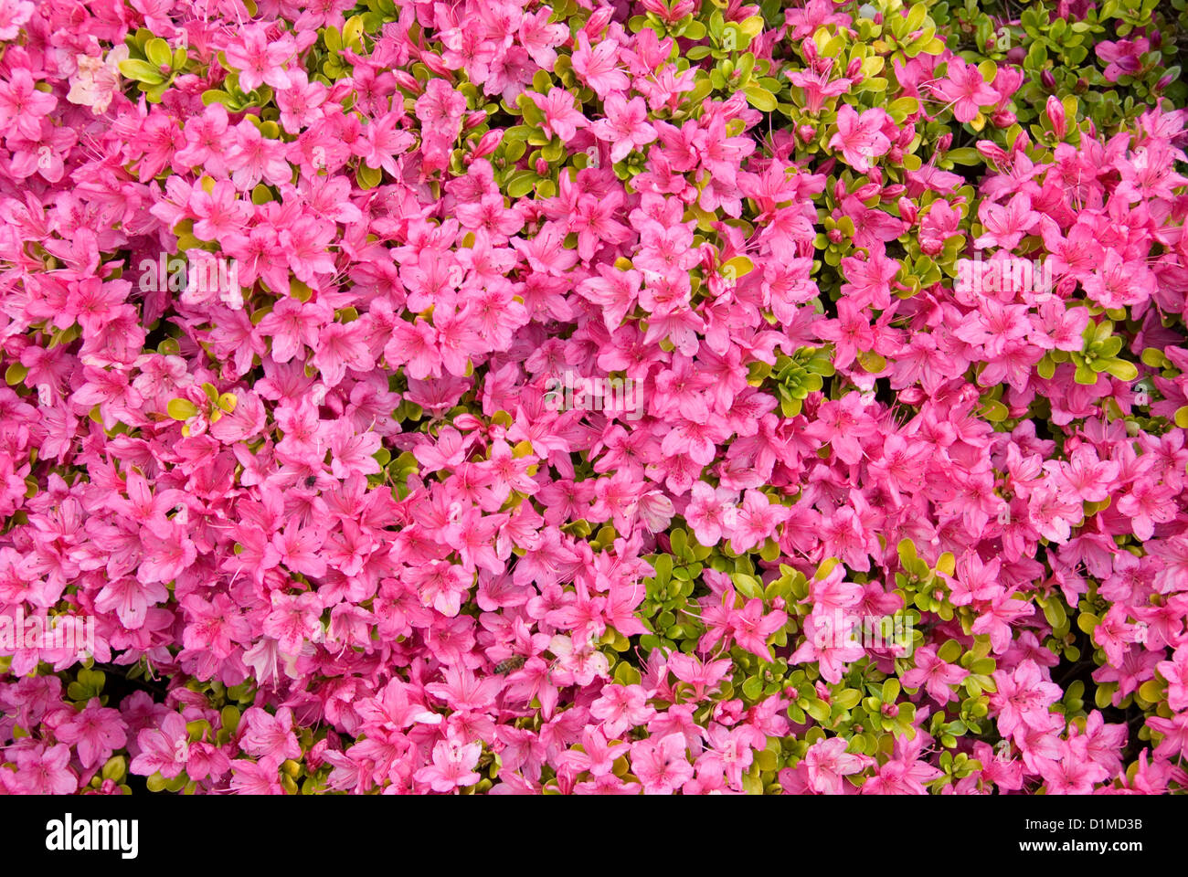 A Kurume Azalea bush in full Spring flower Stock Photo