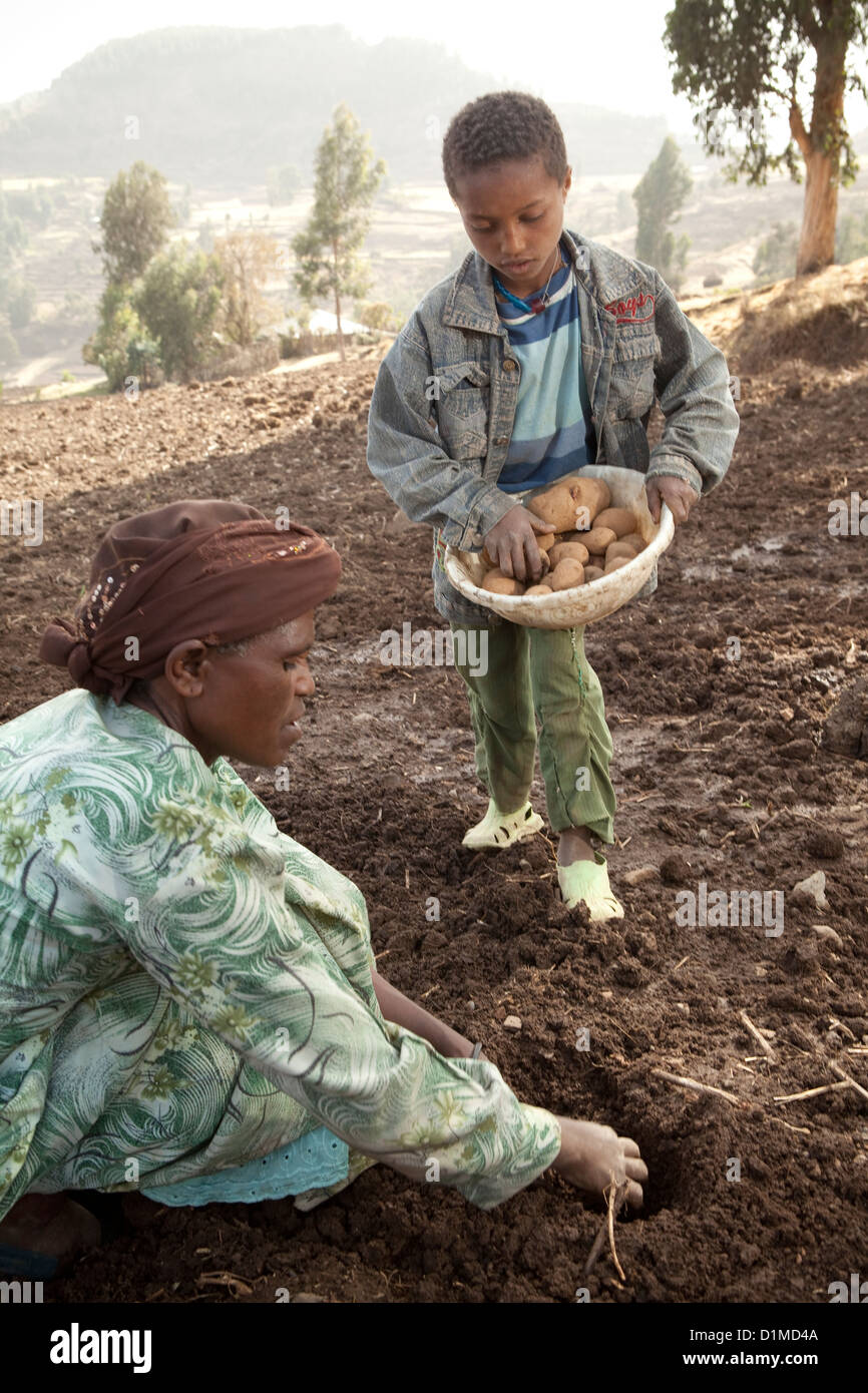 A family plants potatoes on their farmland in Ankober, Ethiopia. Stock Photo