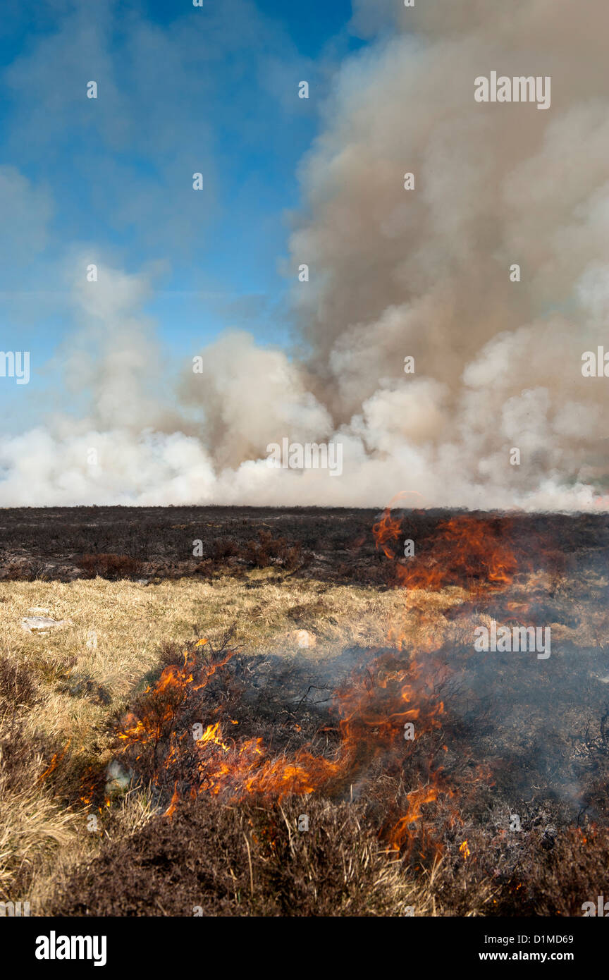 Heather moor being burned in spring as part of a controlled habitat program. Stock Photo