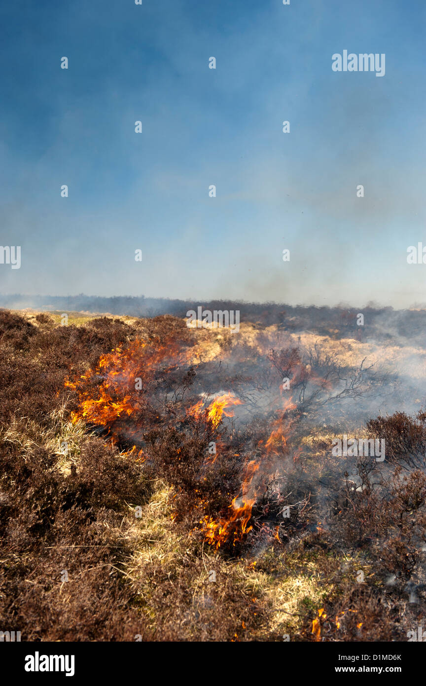 Heather moor being burned in spring as part of a controlled habitat program. Stock Photo
