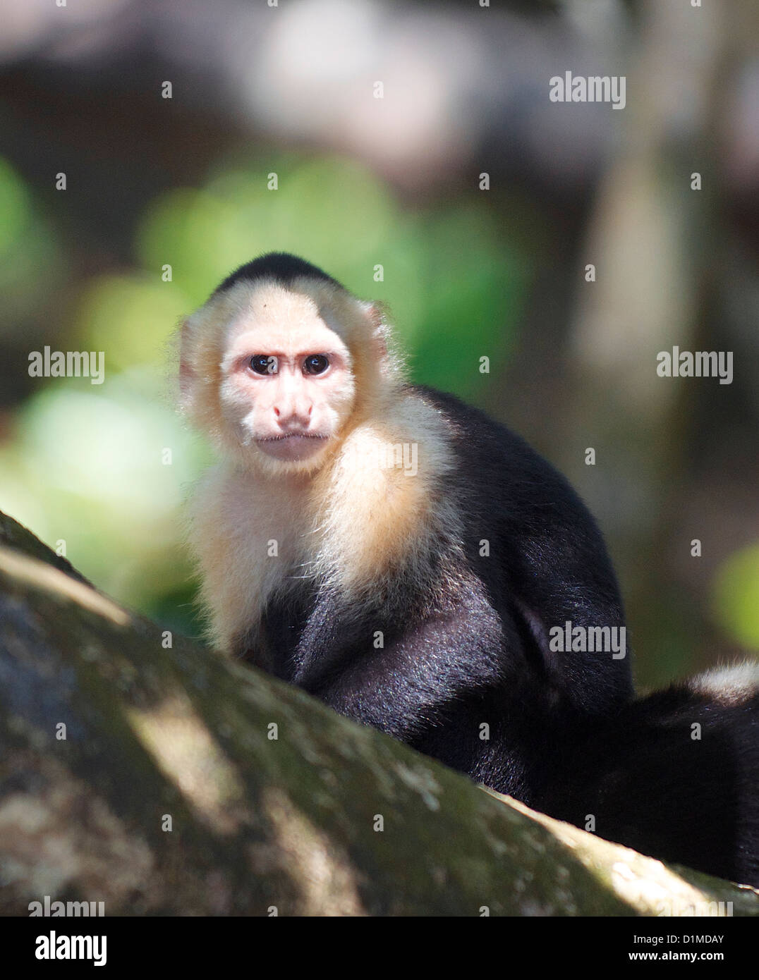 Wild White-Faced Capuchin Monkey in Manuel Antonio National Park, Costa Rica Stock Photo