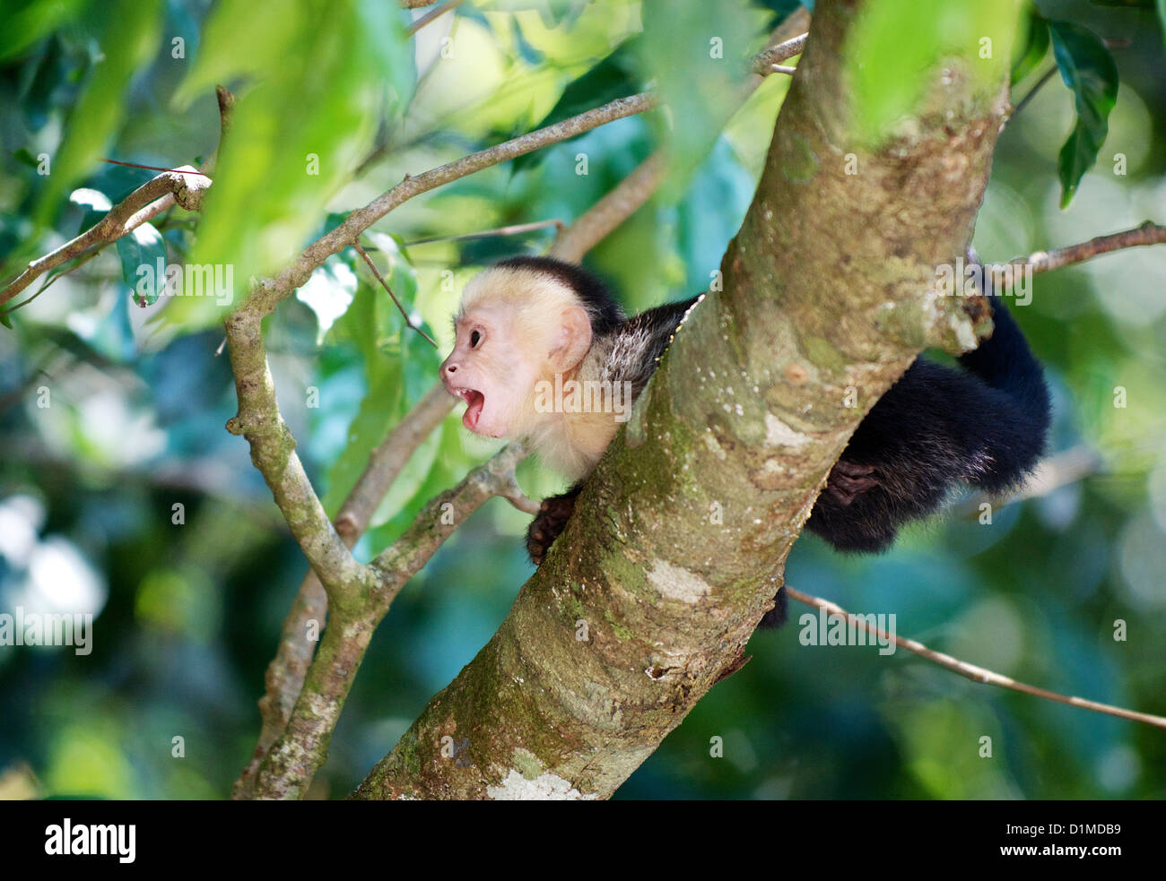 Wild baby White-Faced Capuchin Monkey in Manuel Antonio National Park, Costa Rica Stock Photo