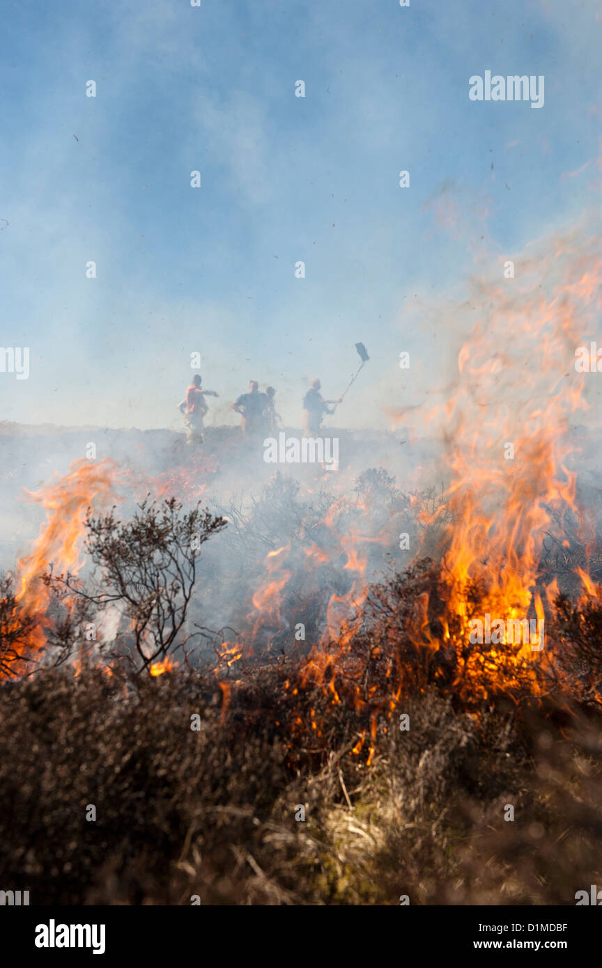 Firemen attemting to control a heather moor burning which had started to blaze out of control, Cumbria, England. Stock Photo