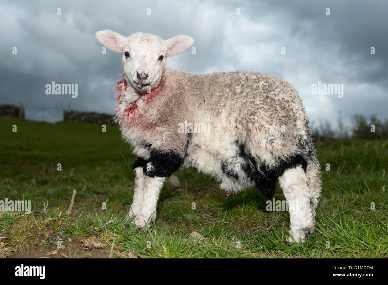 Adopt hires stock photography and images Alamy
