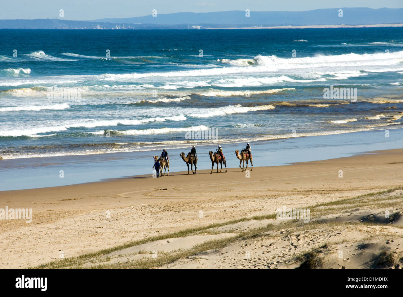 A camel train on Stockton Beach, near Newcastle, New South Wales, Australia Stock Photo