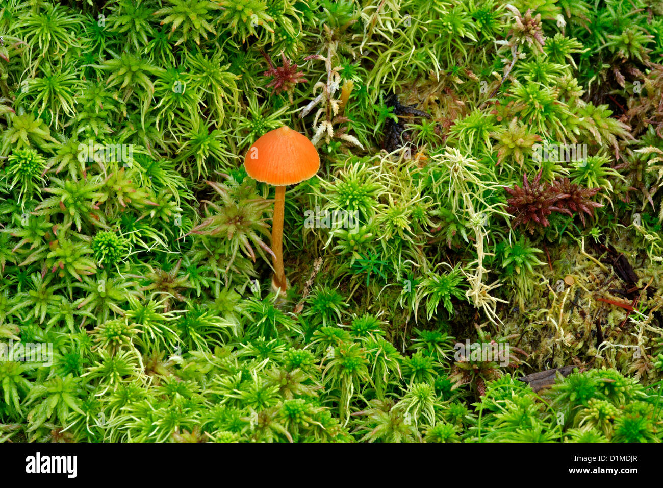 Small Orange Mushrooms High Resolution Stock Photography and Images Alamy