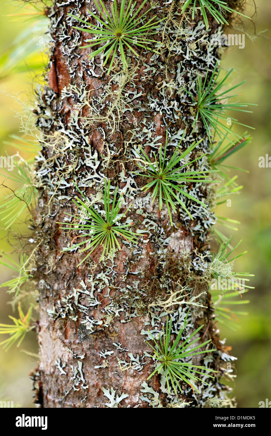 Tamarak tree trunk (Larix laricina) with lichens. Stock Photo