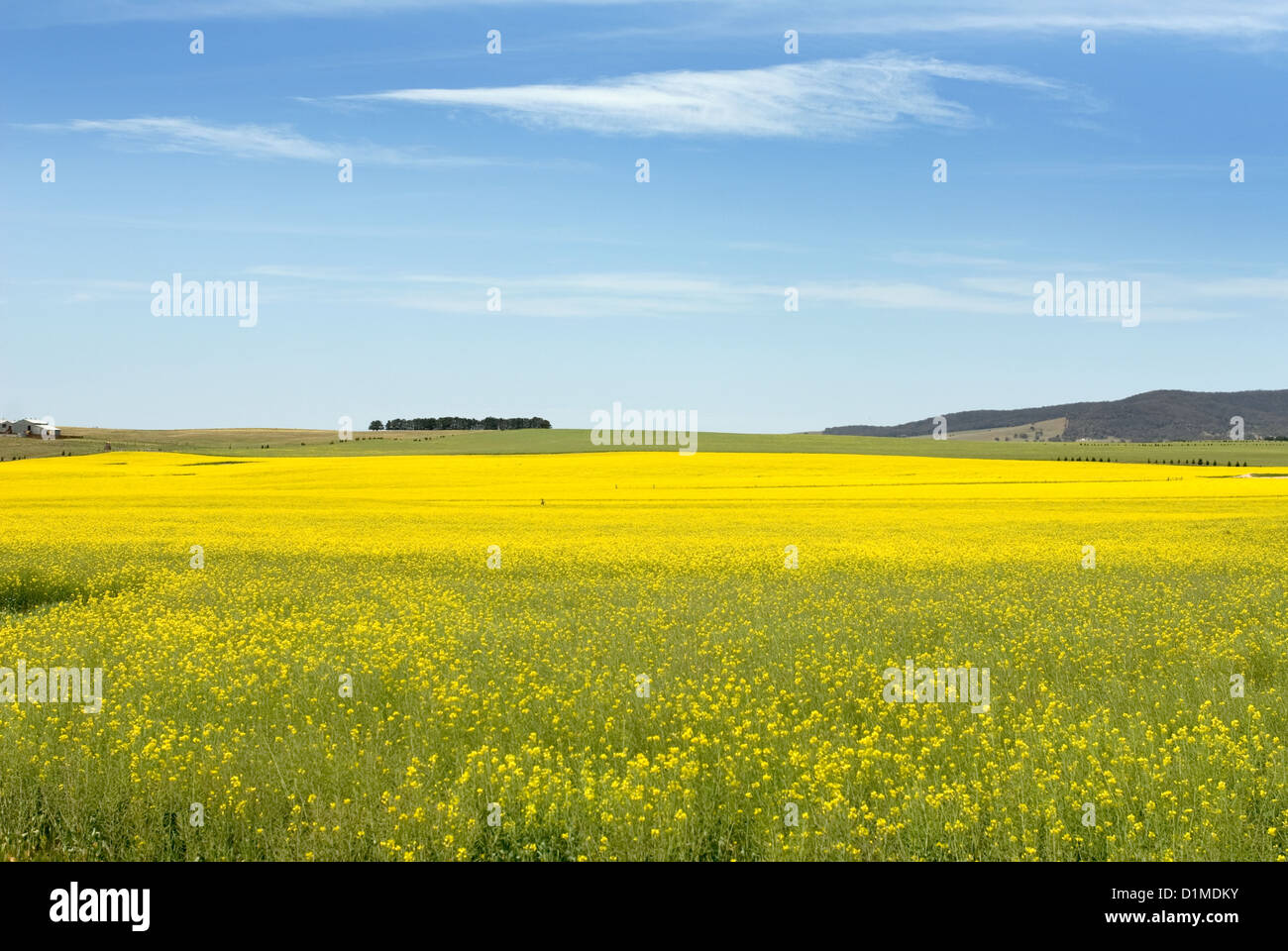 The very striking yellow flowers of the canola plant, growing in a ...