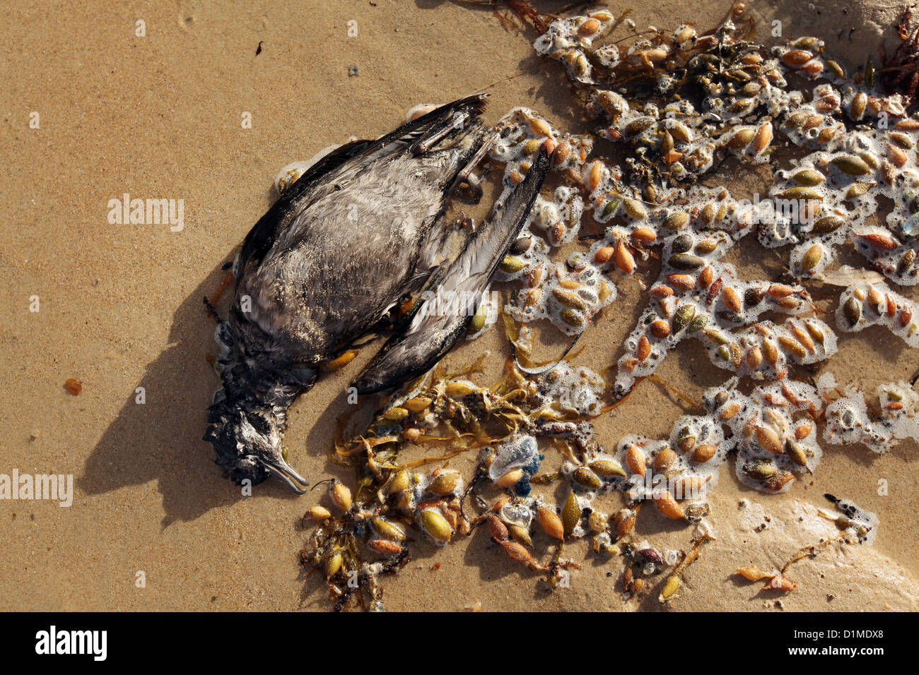 Dead sea creatures hi-res stock photography and images - Alamy Dead sea creatures hi-res stock photography and images - Alamy