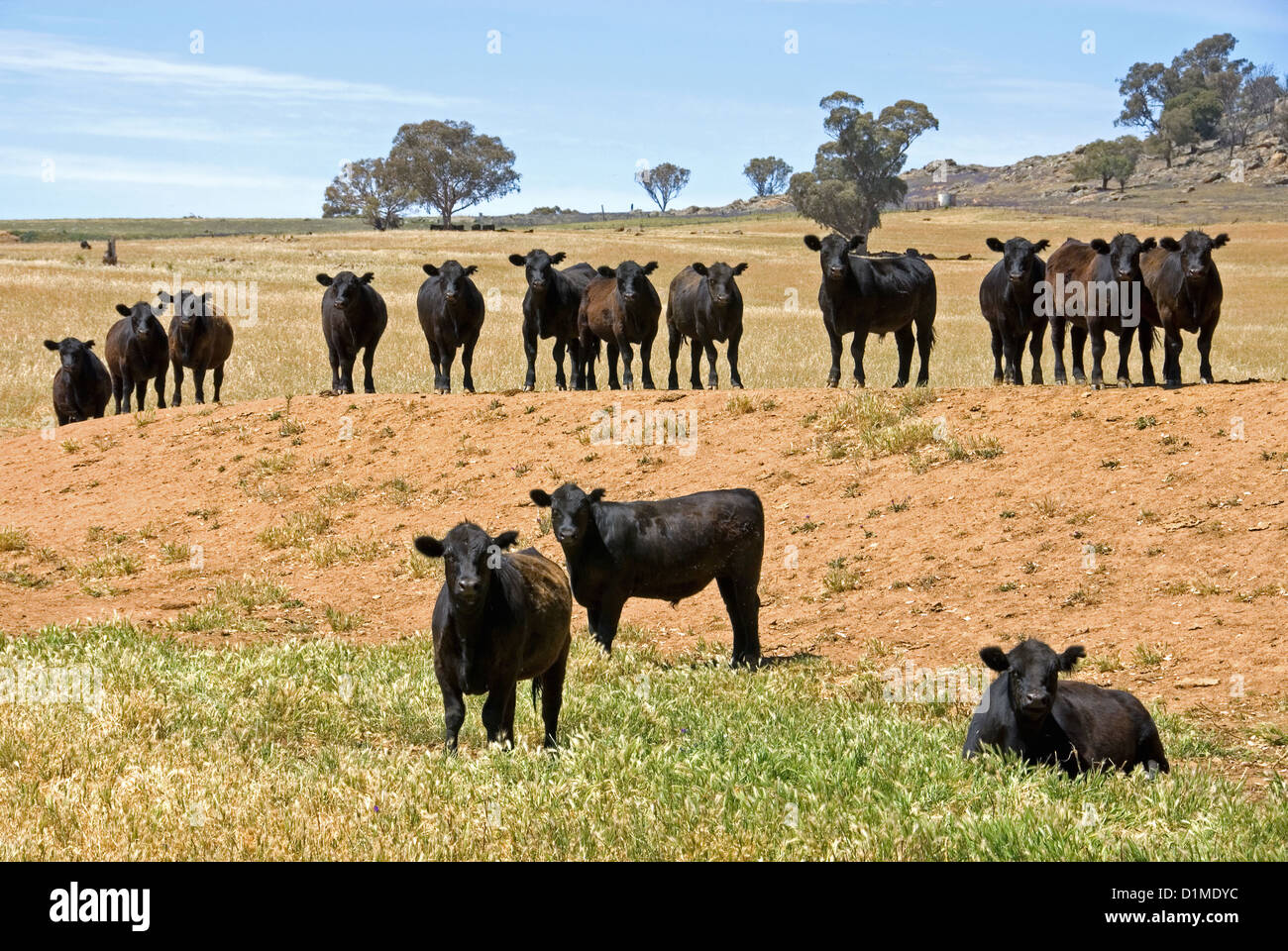 Black Angus cattle standing around the sides of a dam, on a farm, in