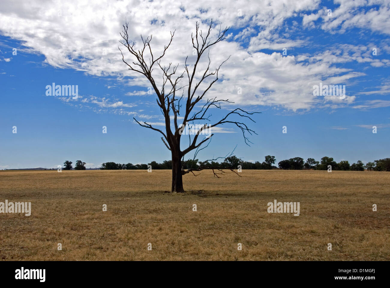 A dead tree on a farm in North-Western Victoria, Australia Stock Photo