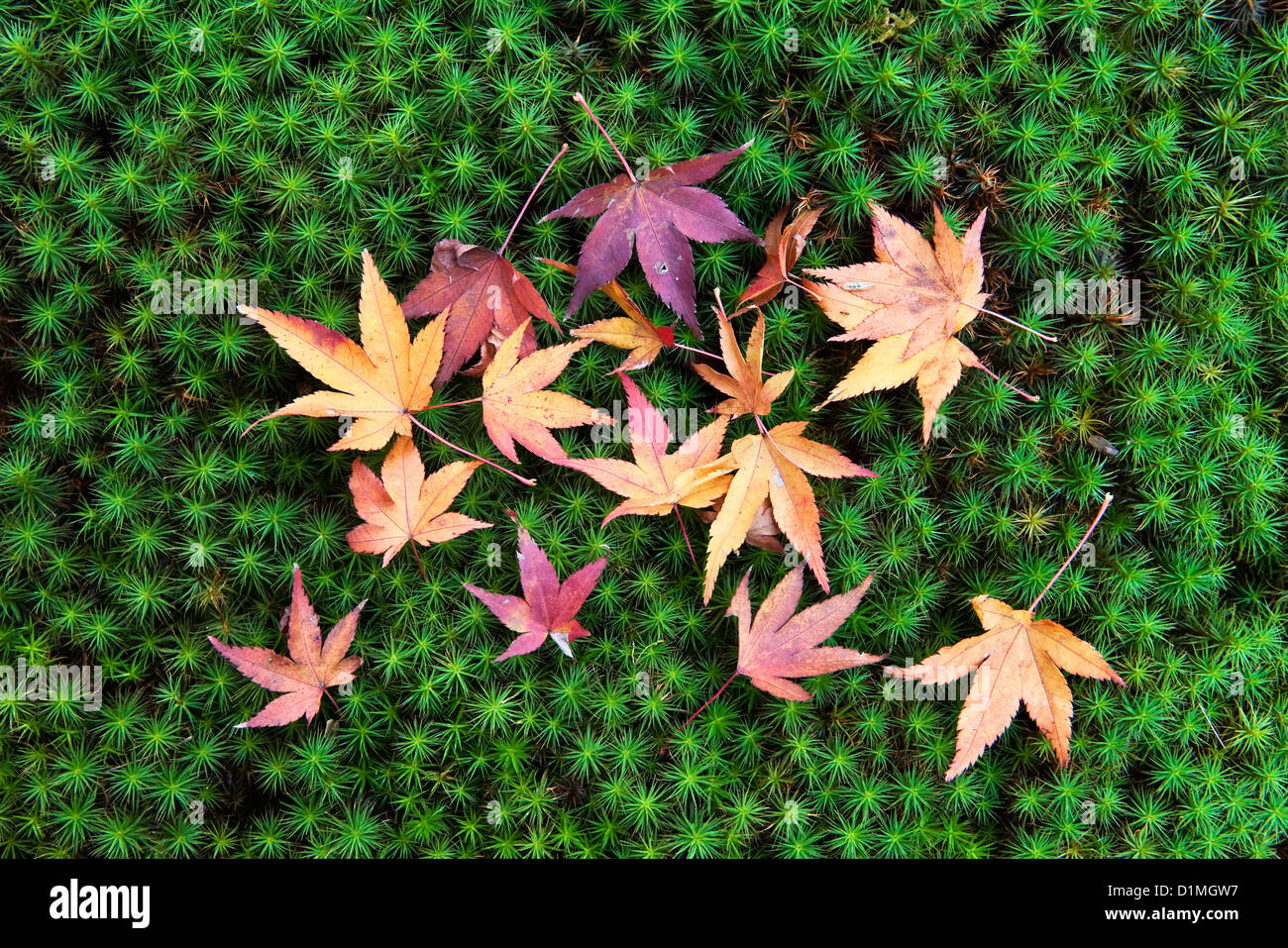 Japanese maple fall leaves hi-res stock photography and images - Alamy