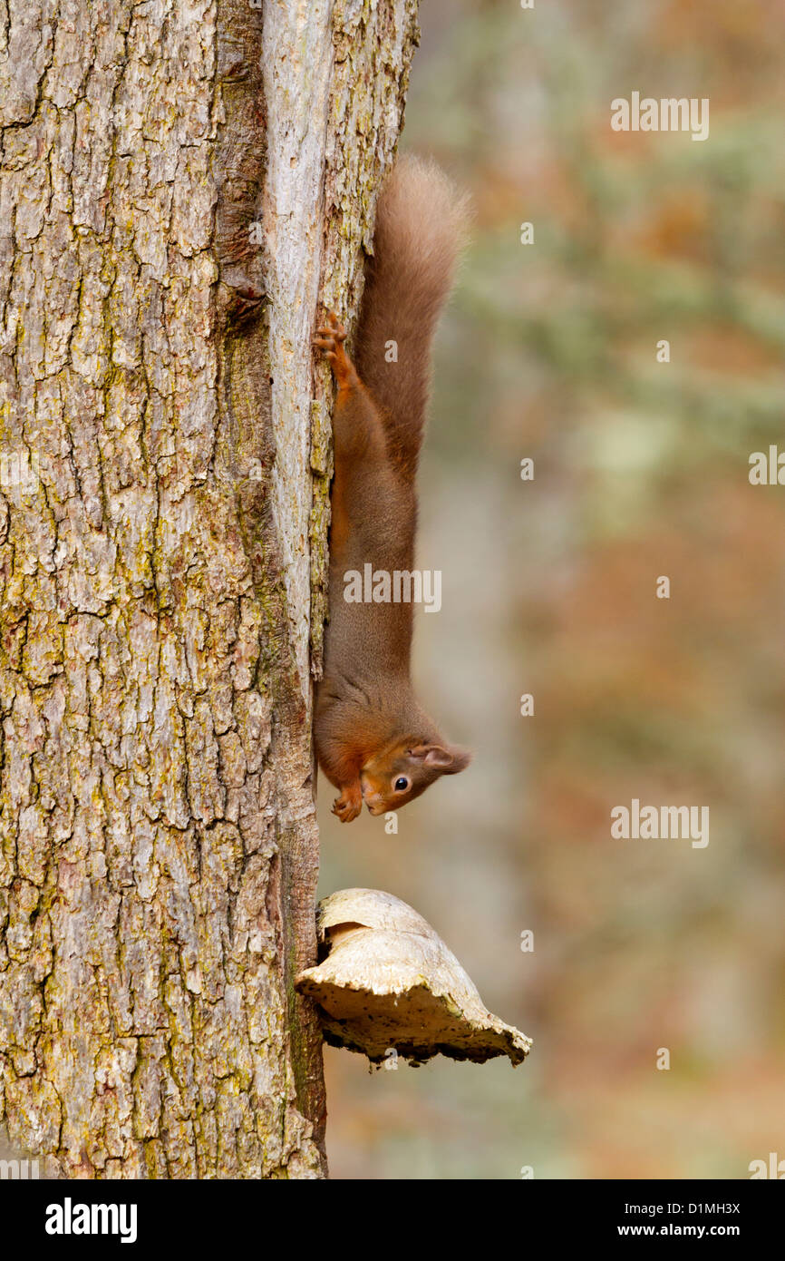 Red Squirrel Sciurus vulgaris, eating a nut, upside down on a pine tree with bracket fungi, in the Glen More forest, Scotland. Stock Photo