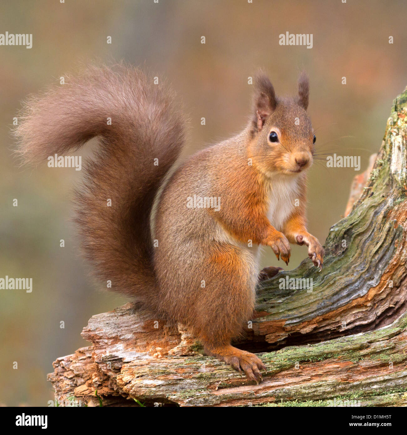 Red Squirrel Sciurus vulgaris, eating a nut, on a tree stump in the Glen More forest, Scotland. Stock Photo