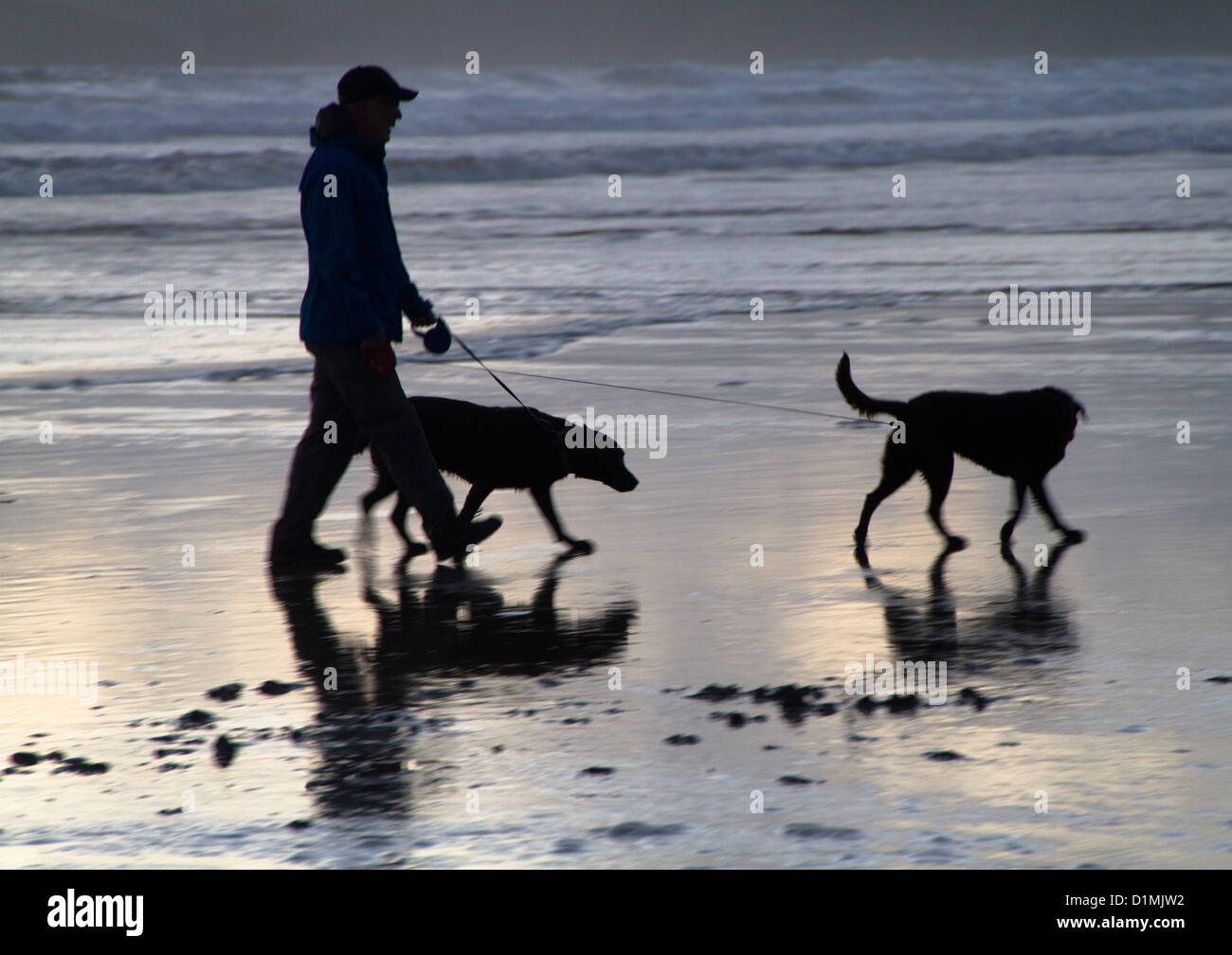 Man walking on beach with 2 dogs Stock Photo